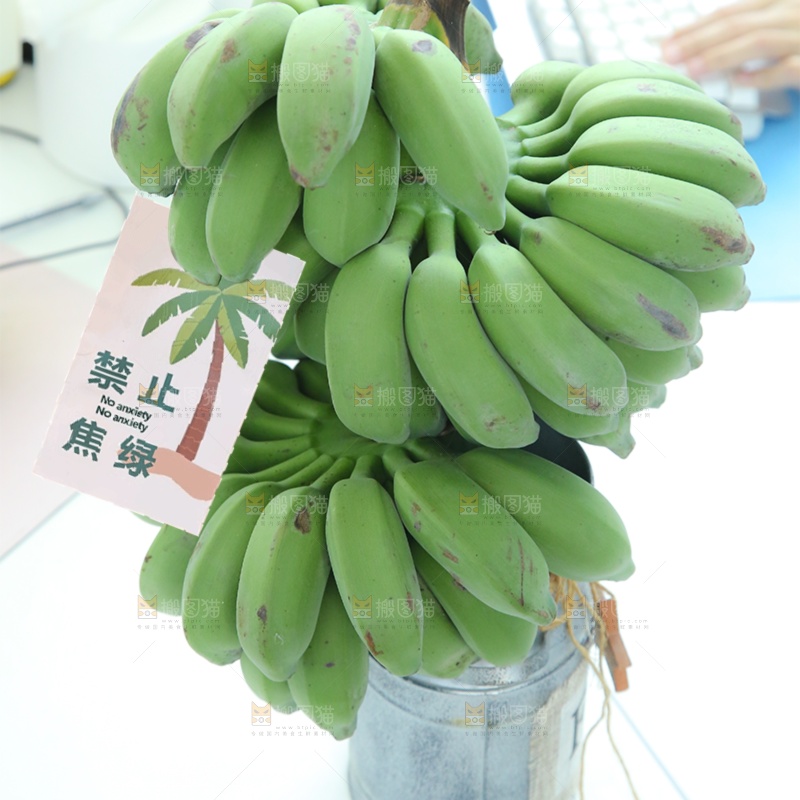 水培香蕉主图