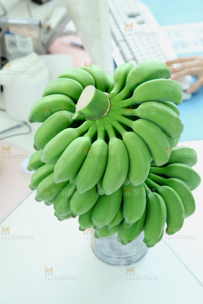 水培香蕉