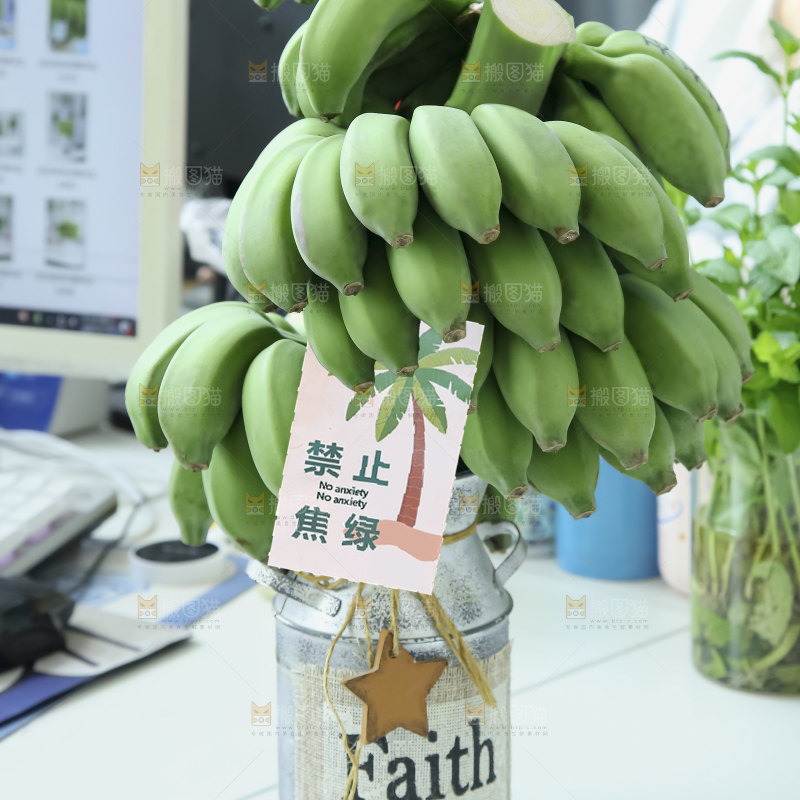 水培香蕉