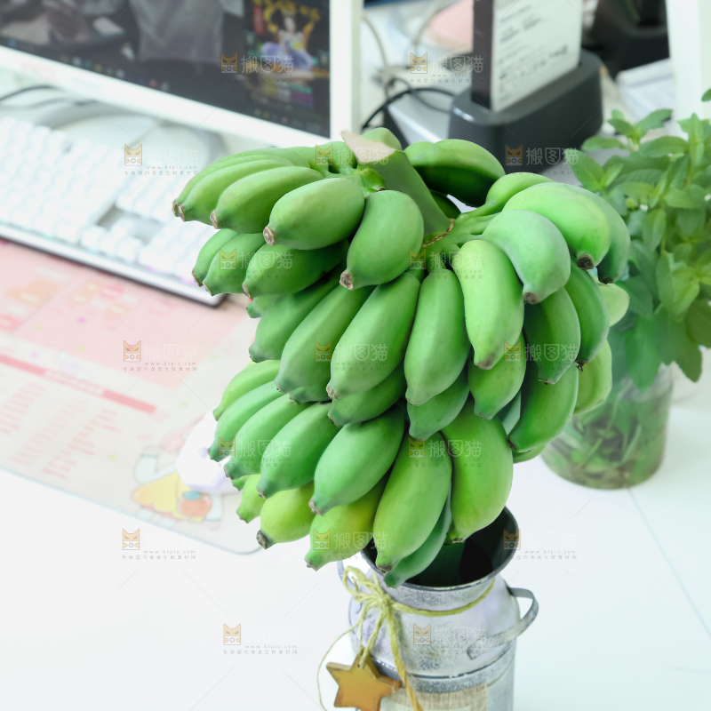 水培香蕉