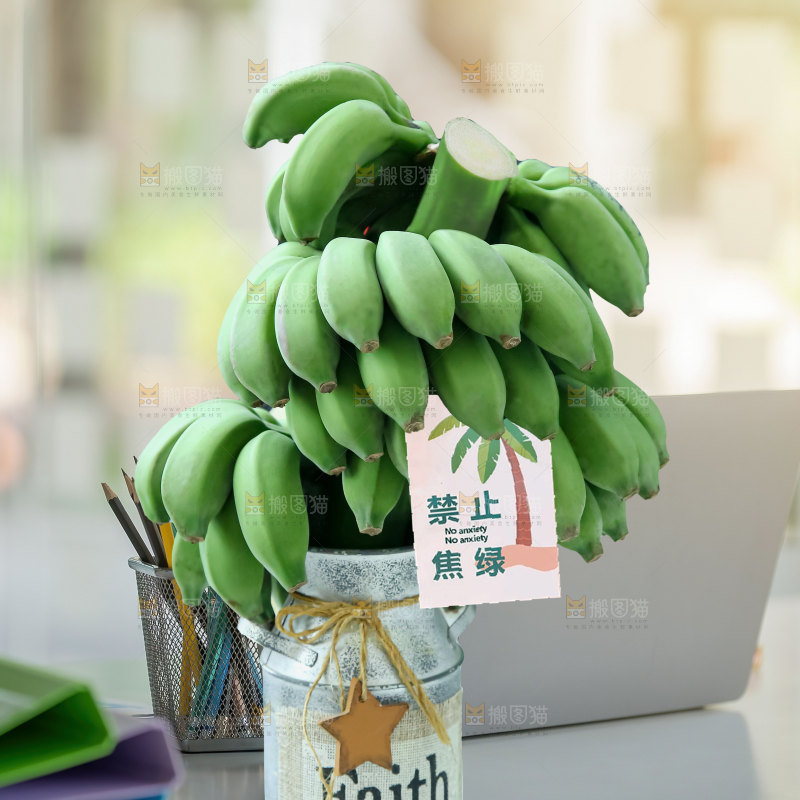 水培香蕉