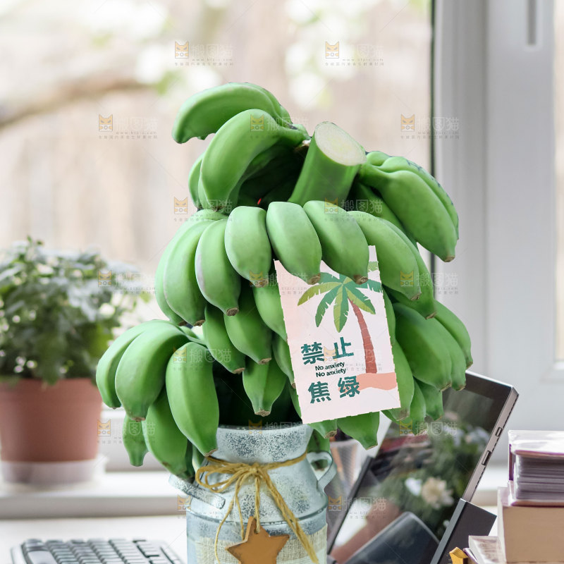 水培香蕉