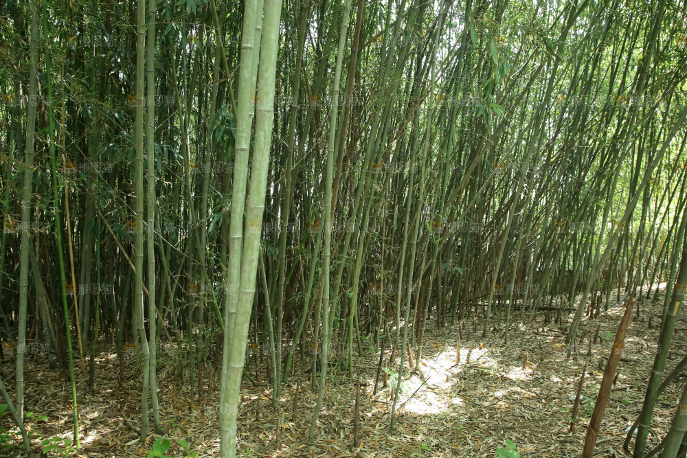 竹林