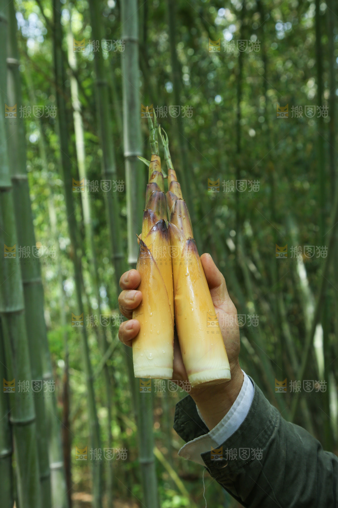 苦笋