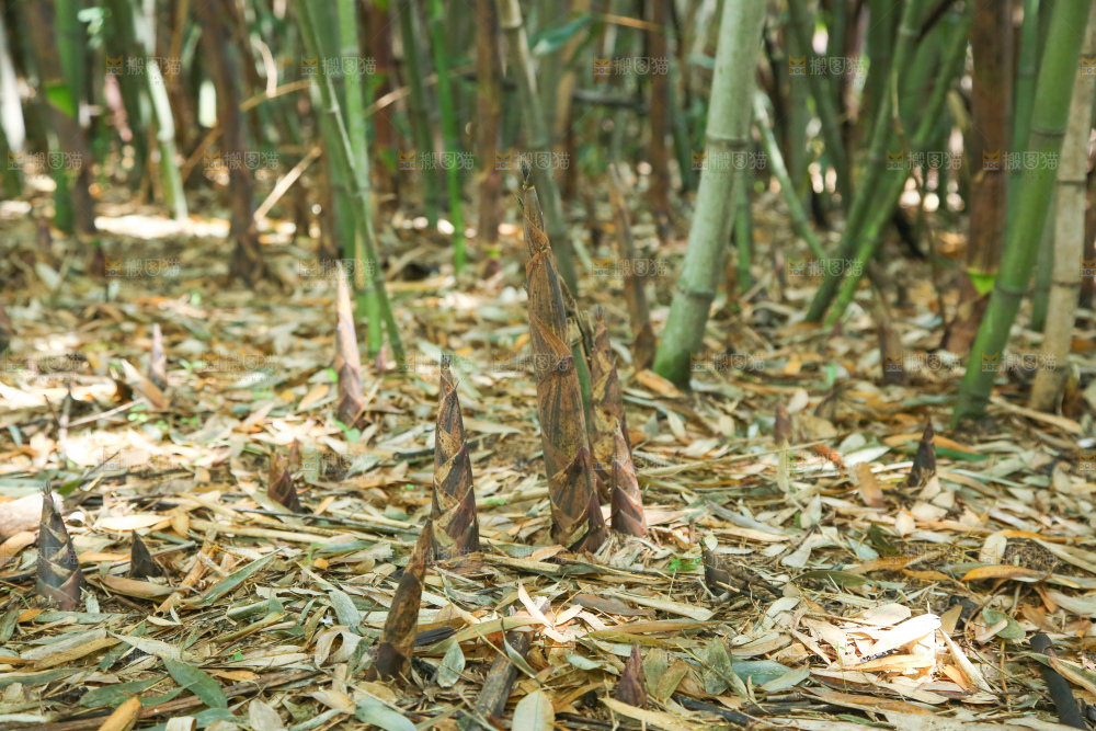 竹林