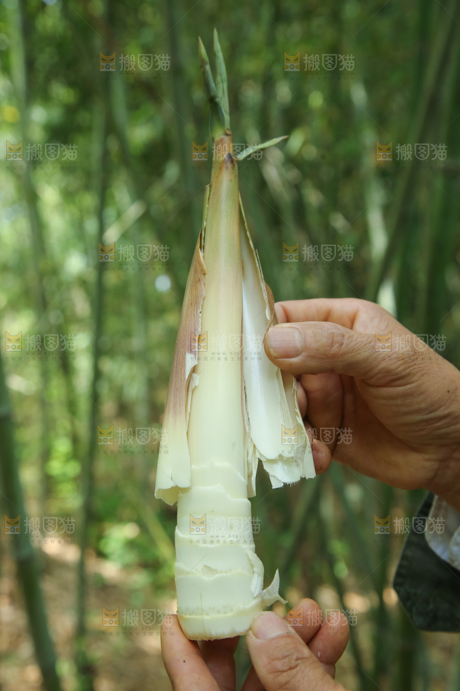 苦笋