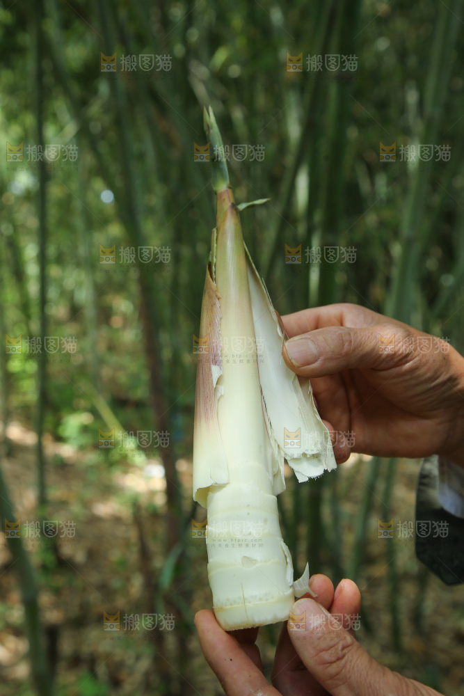 苦笋
