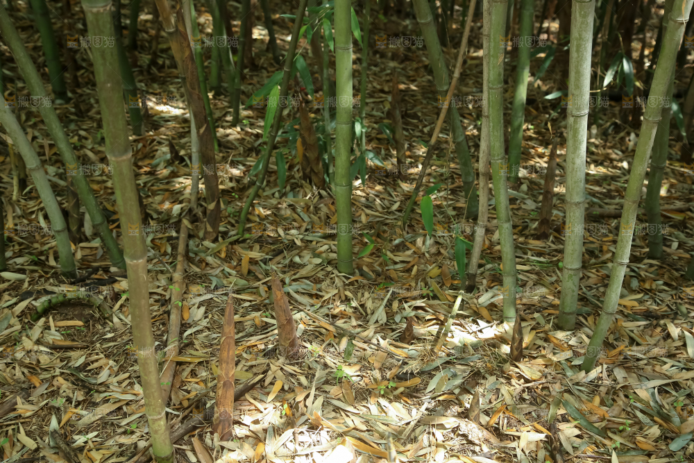竹林
