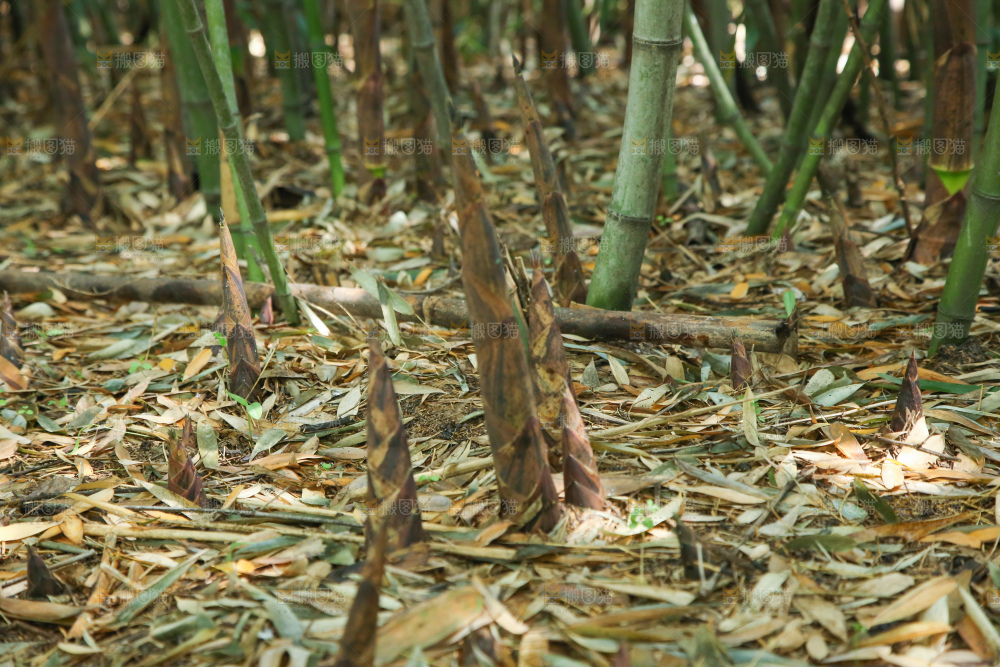 竹林