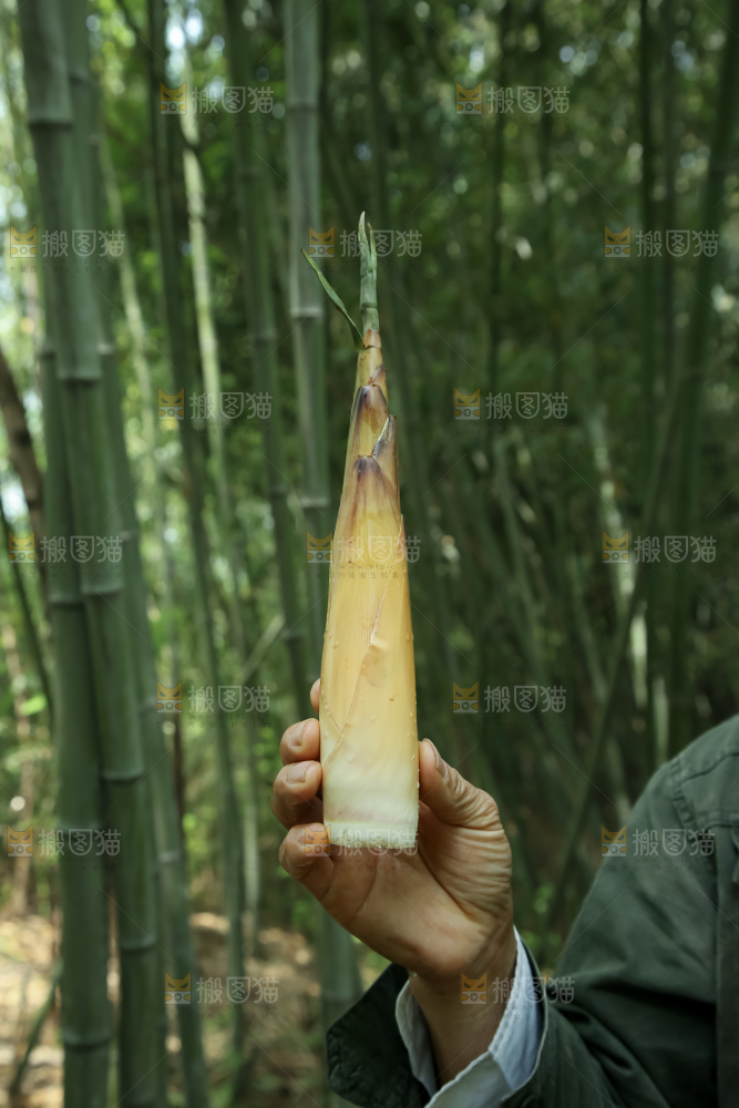 苦笋