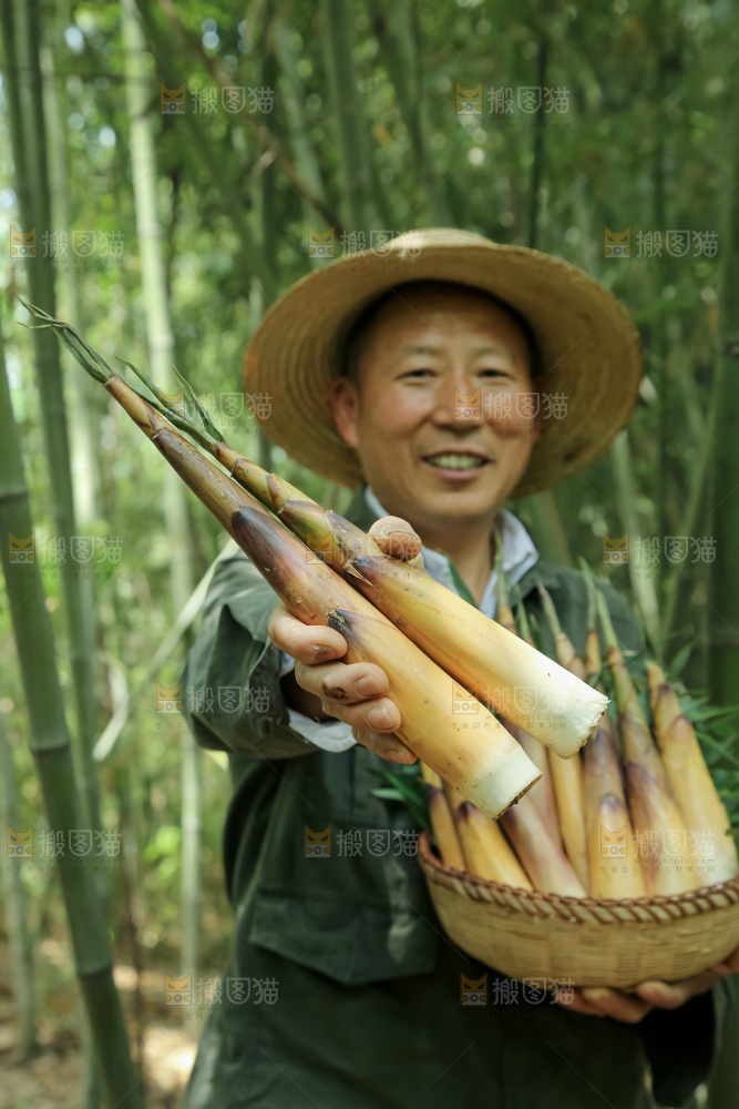苦笋