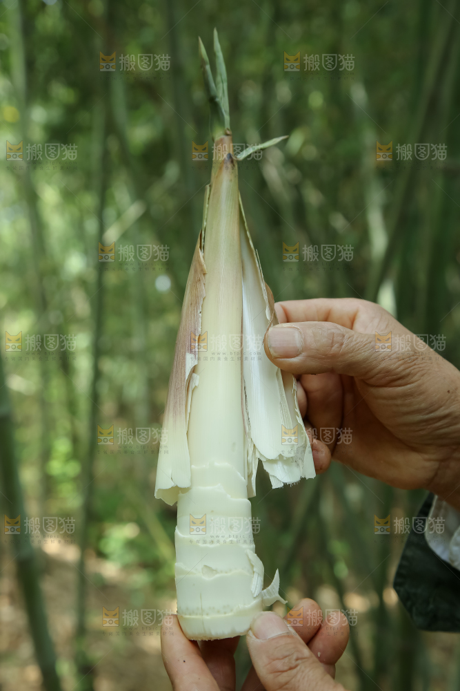 苦笋
