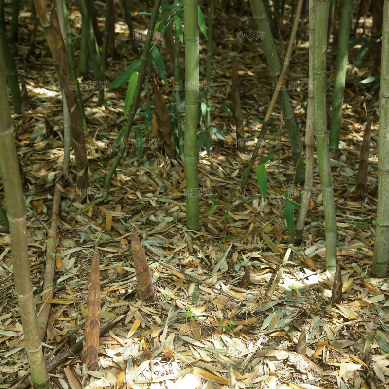 竹林