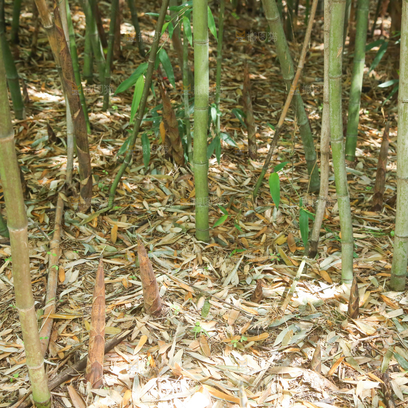 竹林