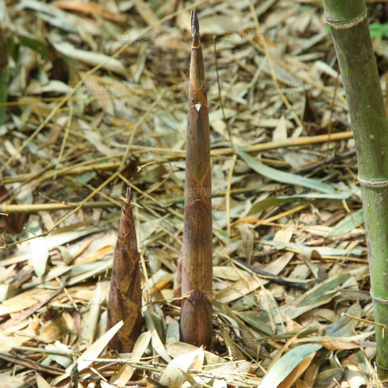 竹林