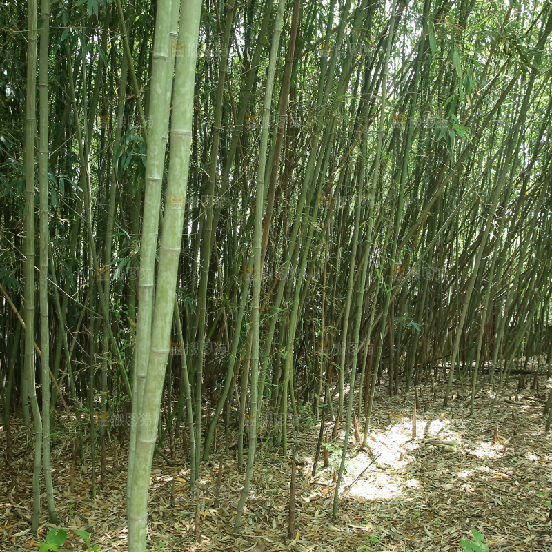 竹林