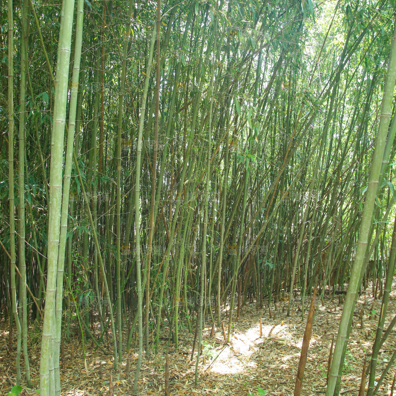 竹林