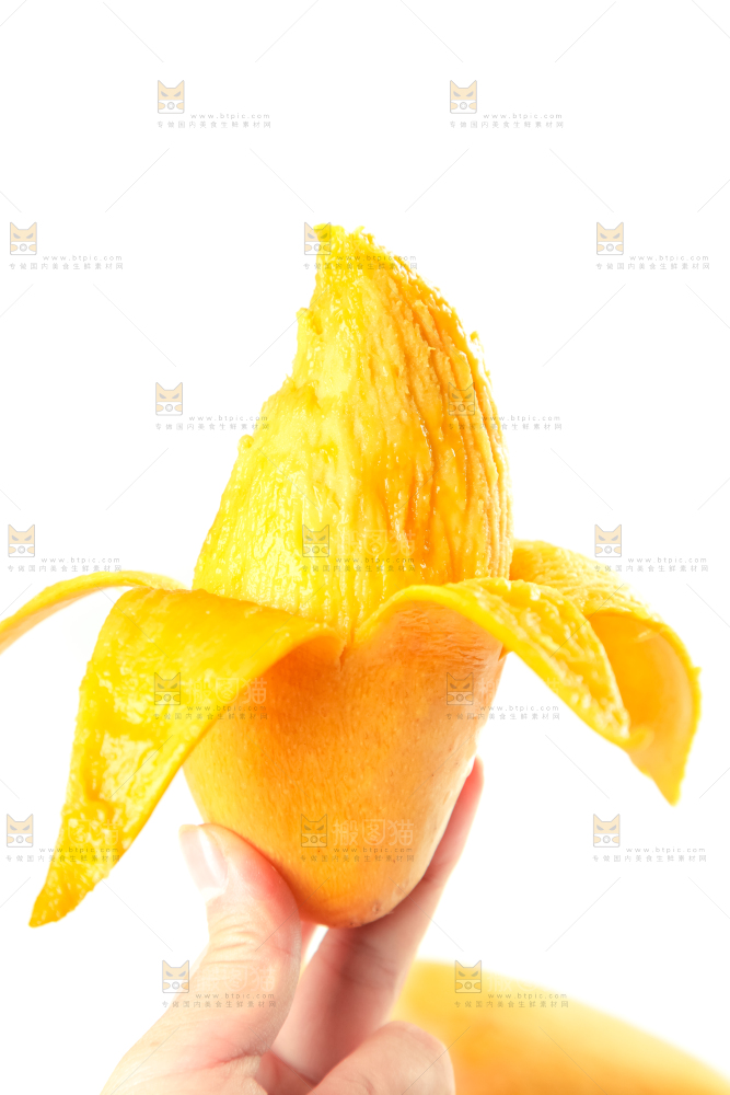 鹰嘴芒