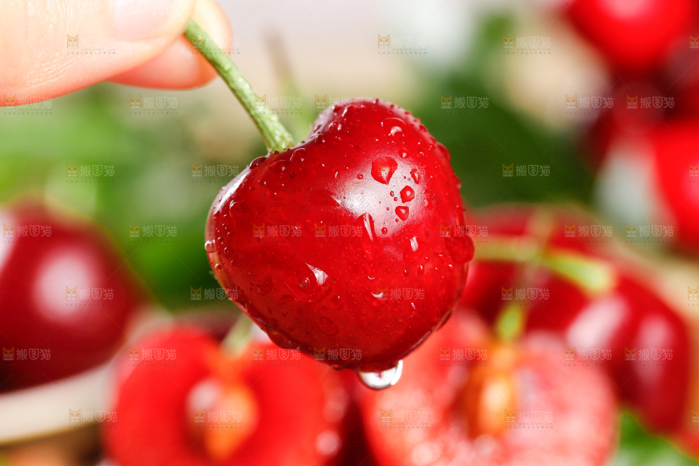 大樱桃
