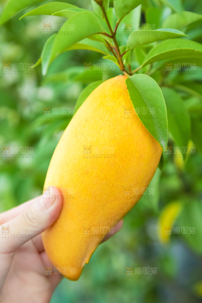 鹰嘴芒