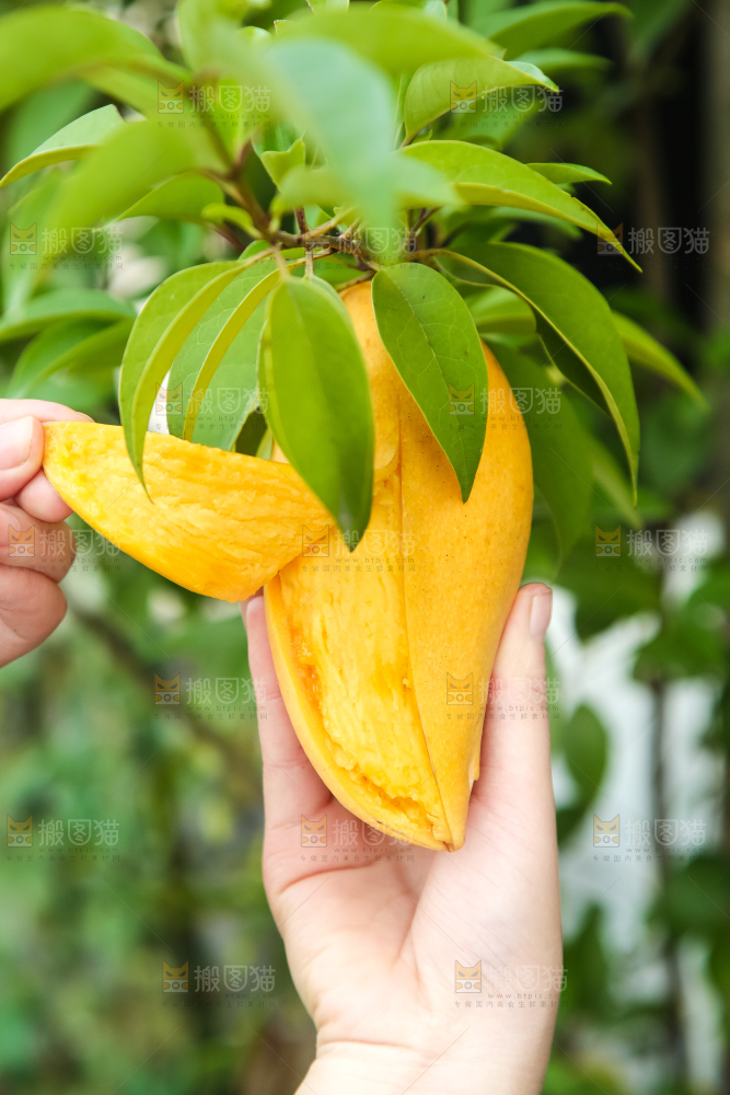 鹰嘴芒
