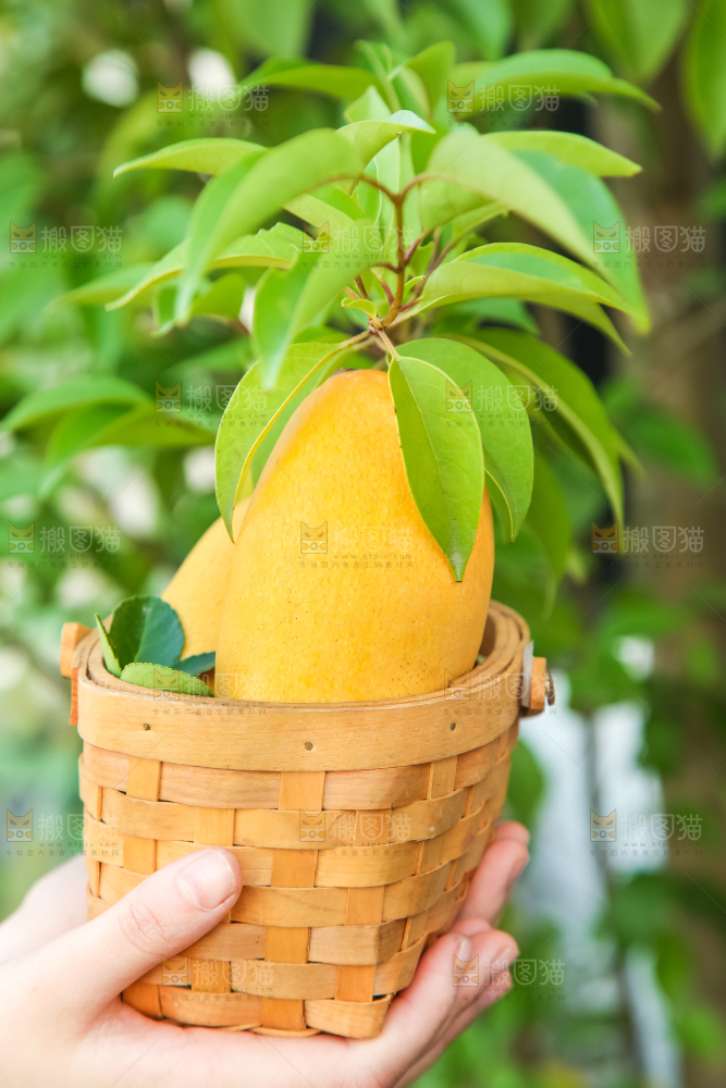 鹰嘴芒
