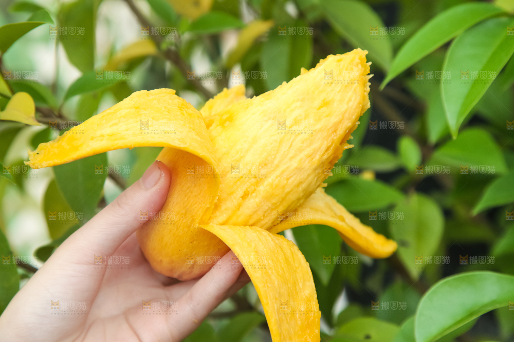 鹰嘴芒
