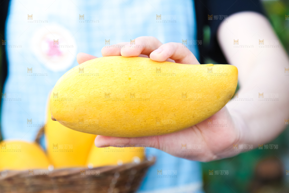 鹰嘴芒