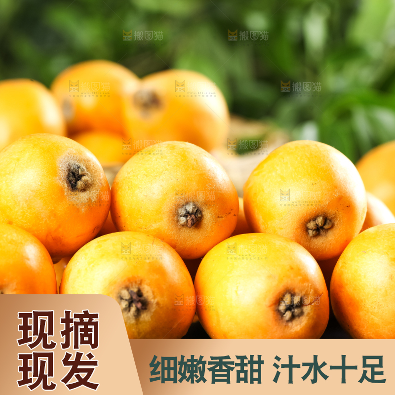 枇杷