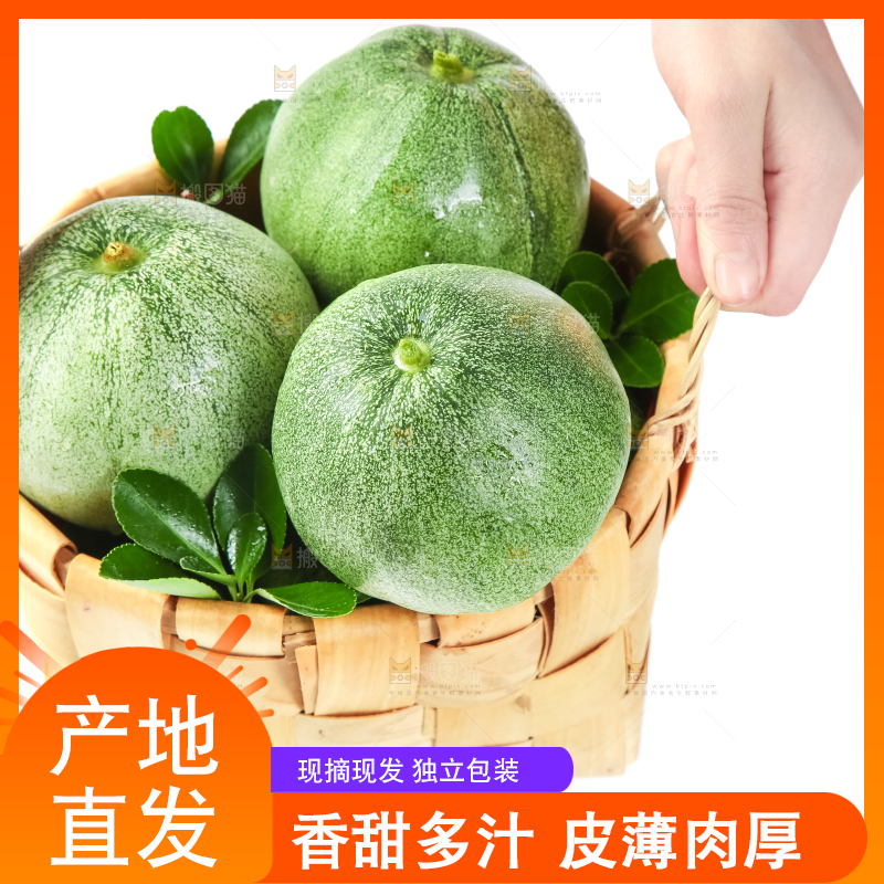 绿宝甜瓜