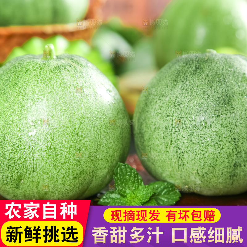 绿宝甜瓜