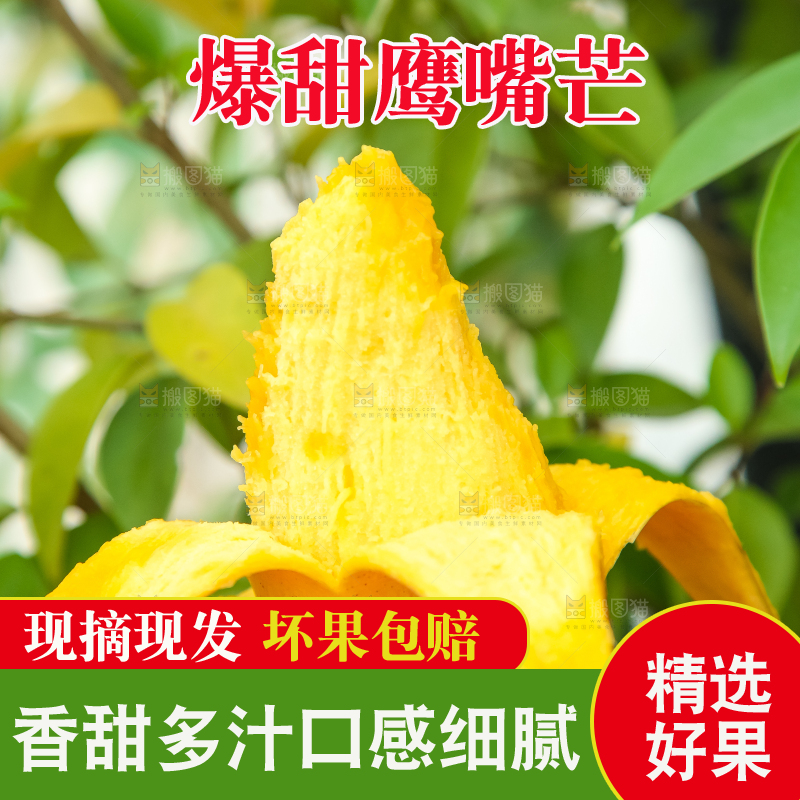 鹰嘴芒