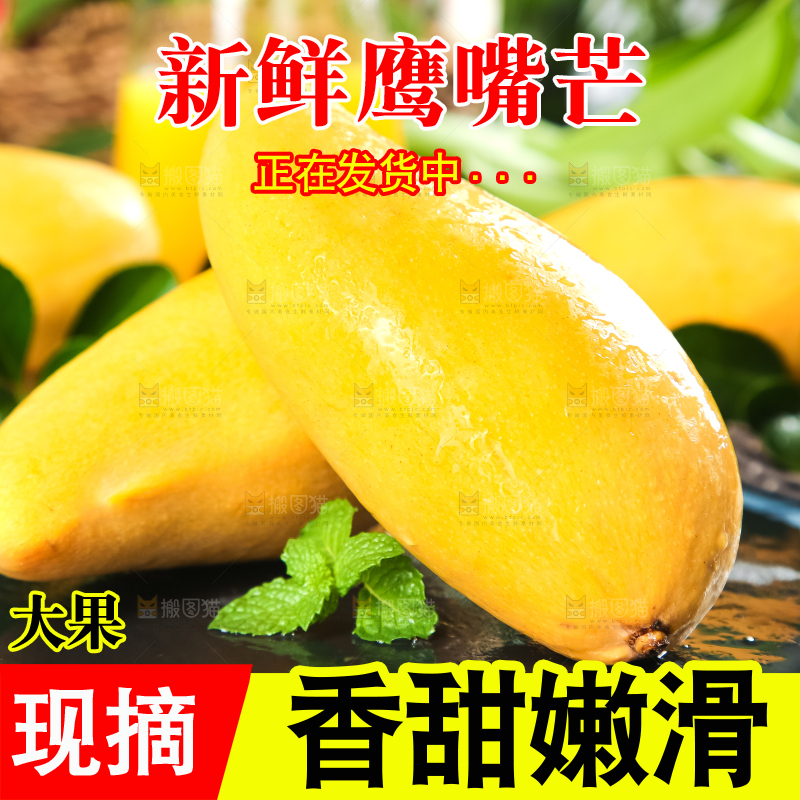 鹰嘴芒