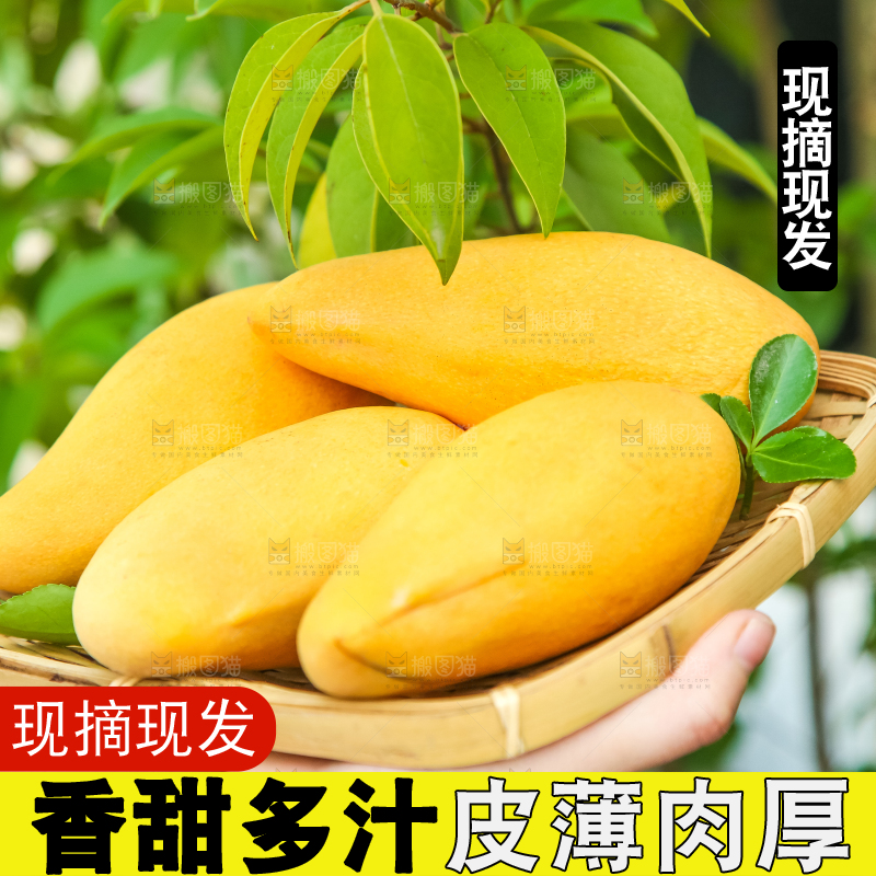 鹰嘴芒