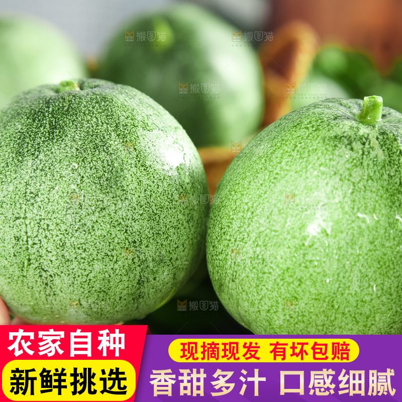 绿宝甜瓜