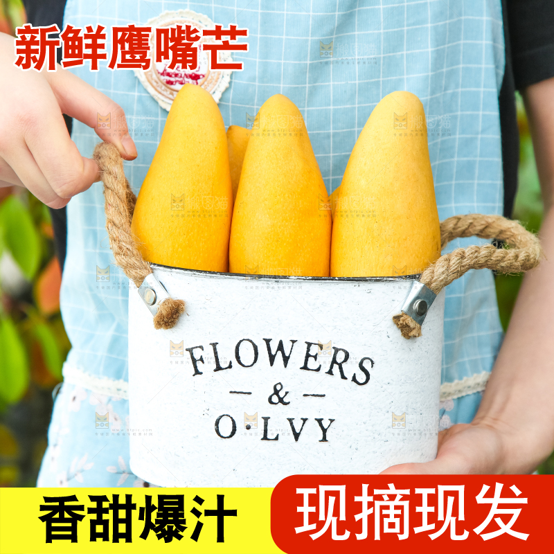 鹰嘴芒