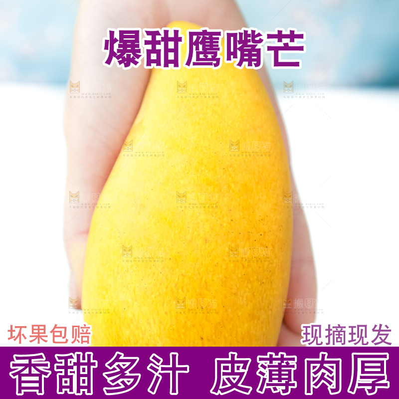 鹰嘴芒