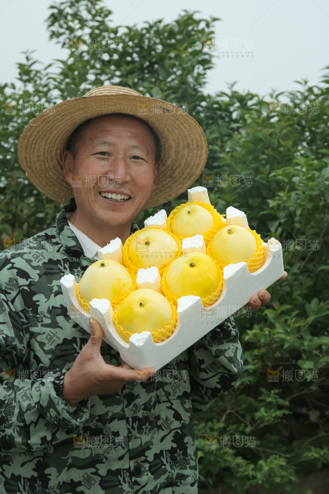 小蜜蜂甜瓜