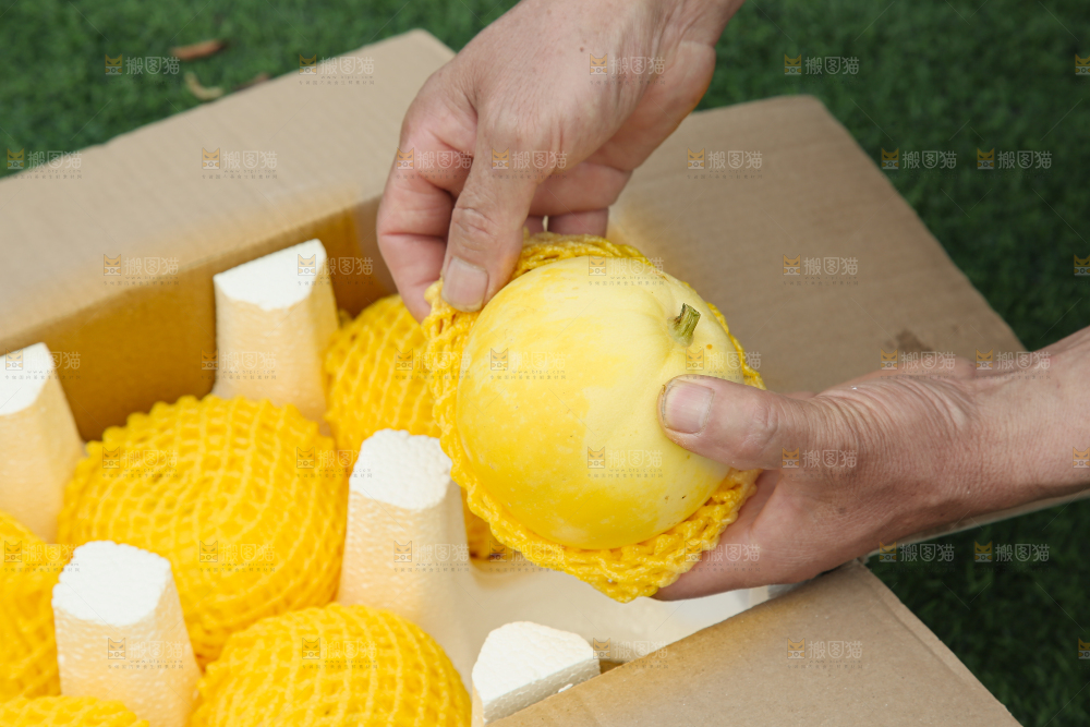 小蜜蜂甜瓜