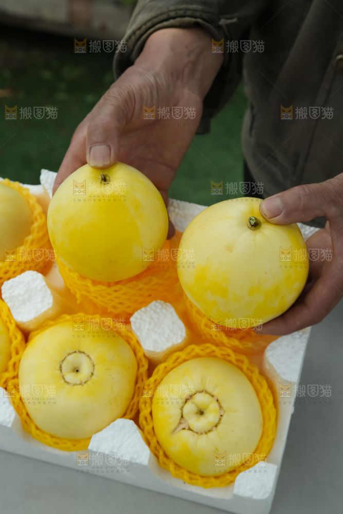 小蜜蜂甜瓜