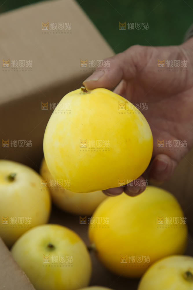 小蜜蜂甜瓜