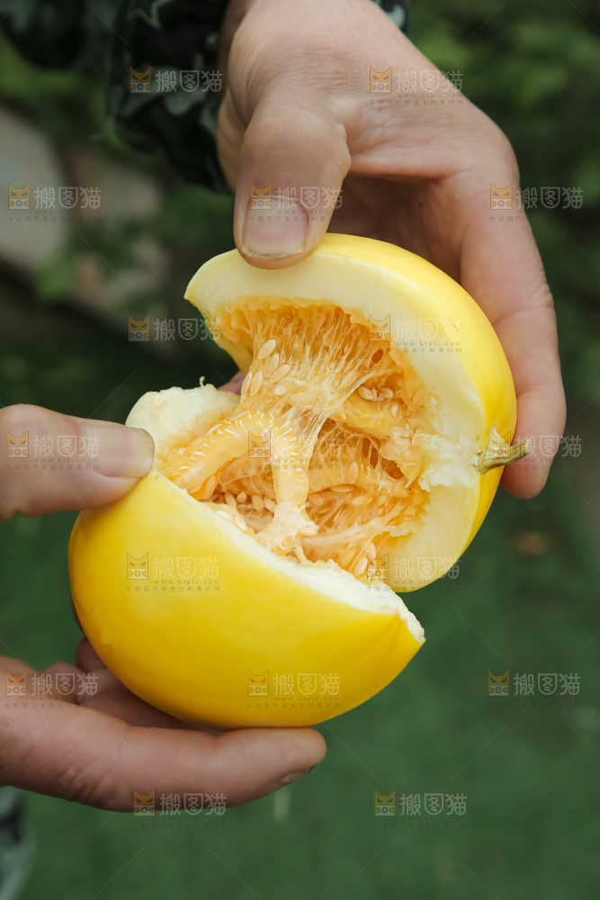小蜜蜂甜瓜