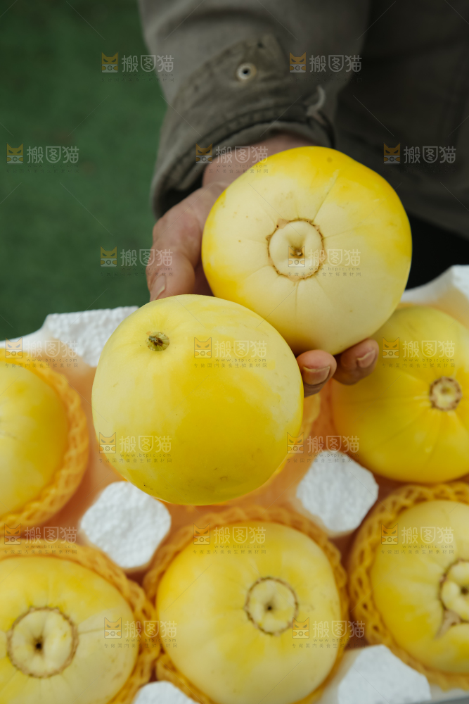 小蜜蜂甜瓜