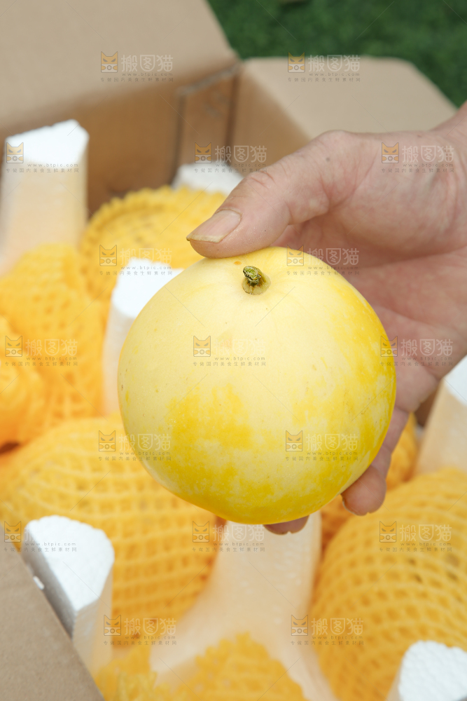小蜜蜂甜瓜