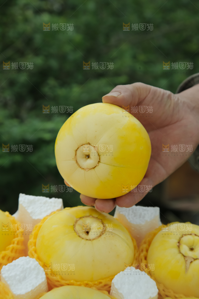 小蜜蜂甜瓜