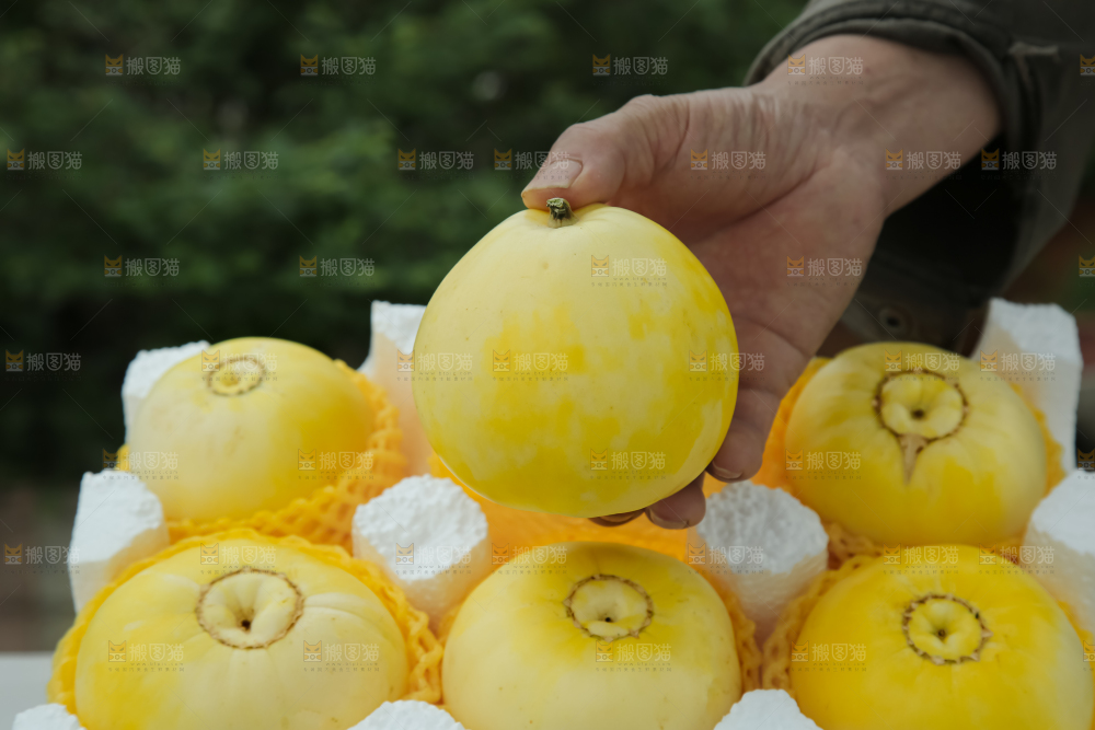 小蜜蜂甜瓜