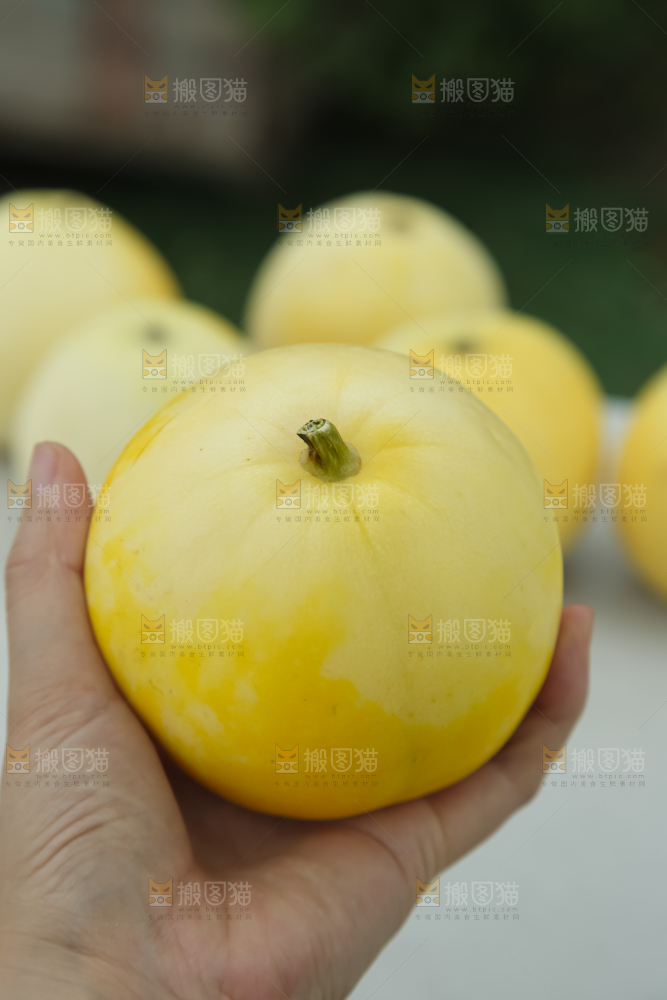 小蜜蜂甜瓜