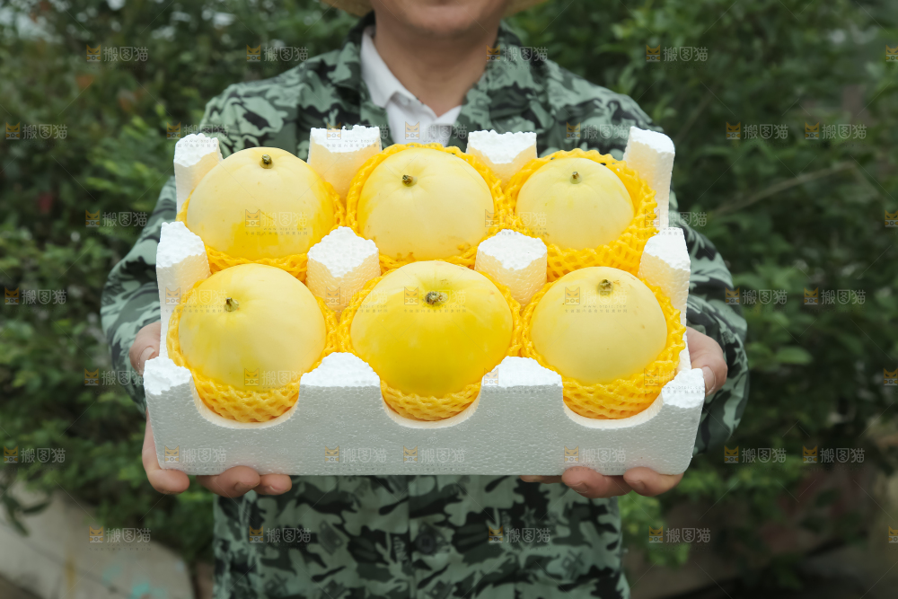 小蜜蜂甜瓜