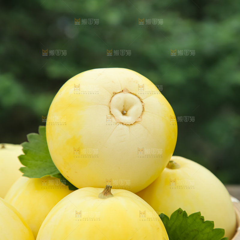 小蜜蜂甜瓜