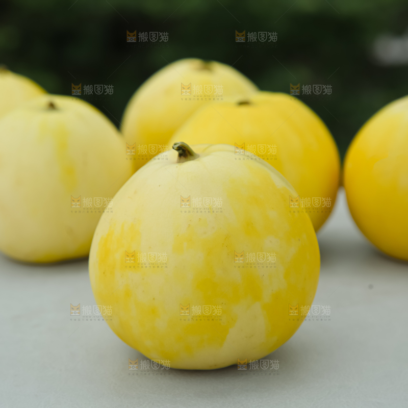 小蜜蜂甜瓜